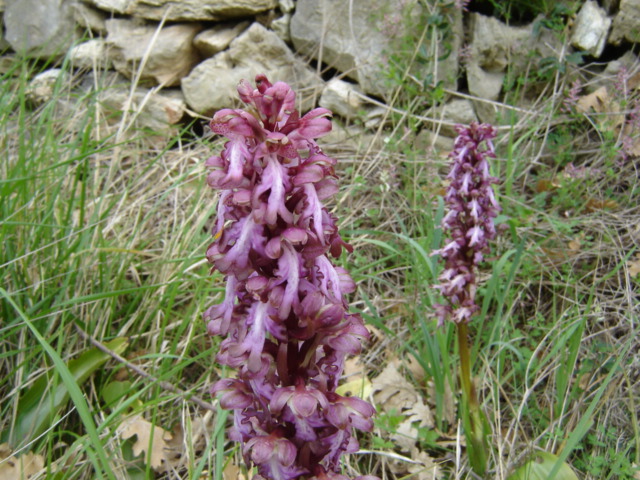 Himantoglossum robertianum (Barlia robertiana)